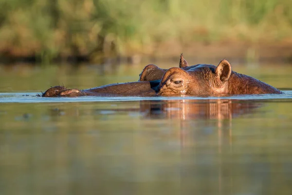 河马两栖动物 野生动物在自然界的栖息地 非洲野生动物 这里是非洲 — 图库照片