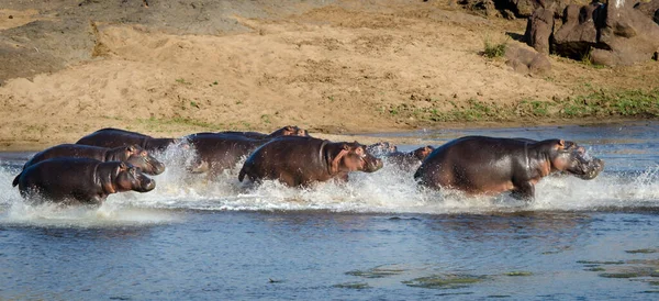 Hippopotamus amfibi. Doğal ortamında vahşi bir hayvan. Afrika yaban hayatı. Burası Afrika..
