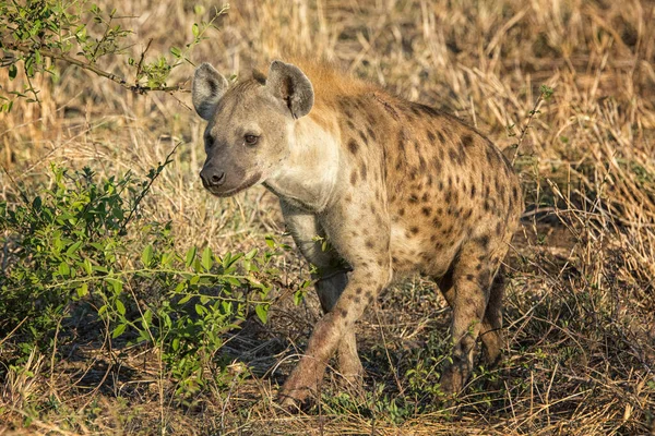 Hiena Manchada Negra Africana — Foto de Stock