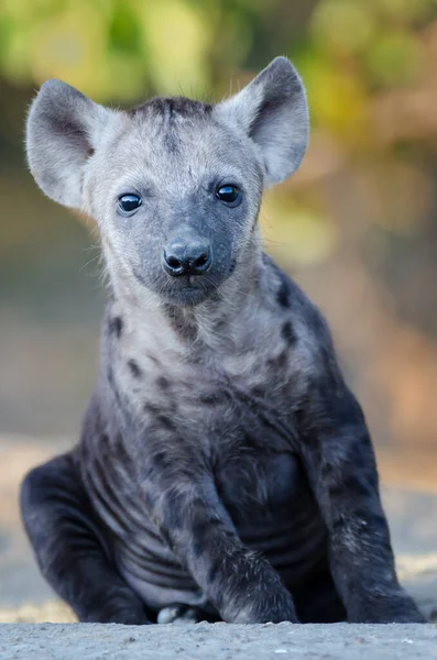 Afrika Hitam Hyena Bintik — Stok Foto