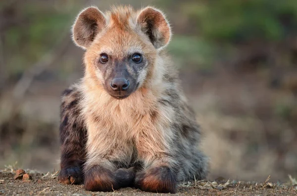 Afrika Hitam Hyena Bintik — Stok Foto