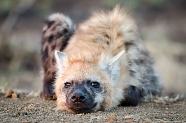 Afrika Hitam Hyena Bintik — Stok Foto