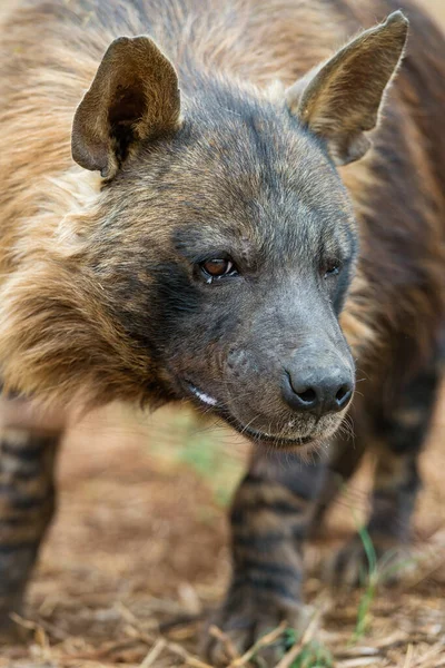 非洲黑斑鬣狗 — 图库照片