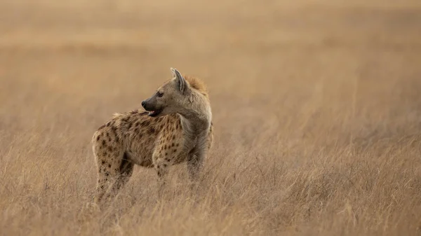 Africká Černá Tečkovaná Hyena — Stock fotografie