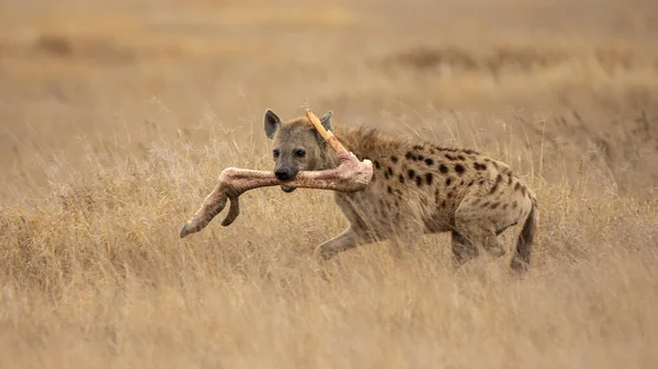 Afrikansk Svartfläckig Hyena — Stockfoto