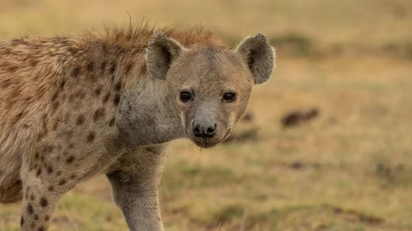 Hiena Manchada Negra Africana — Foto de Stock