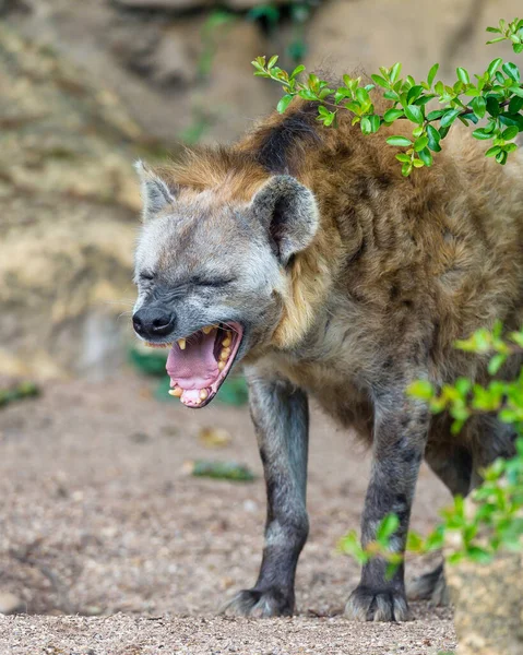 Afrika Hitam Hyena Bintik — Stok Foto