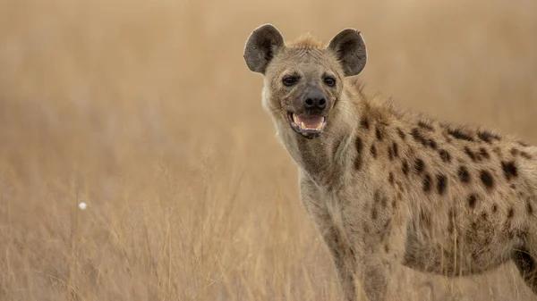 Africká Černá Tečkovaná Hyena — Stock fotografie