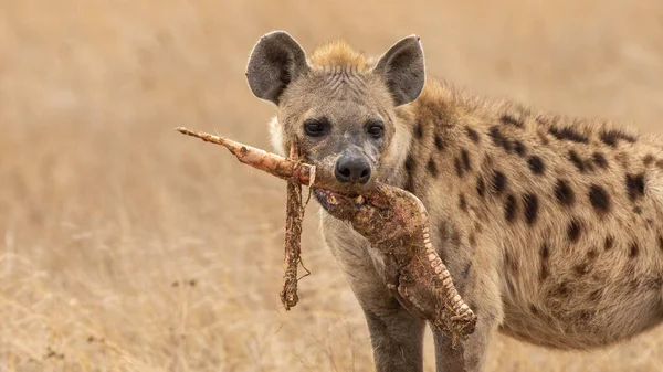 Afrikansk Svartfläckig Hyena — Stockfoto