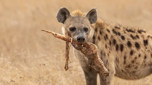 Afrika siyah benekli sırtlanı