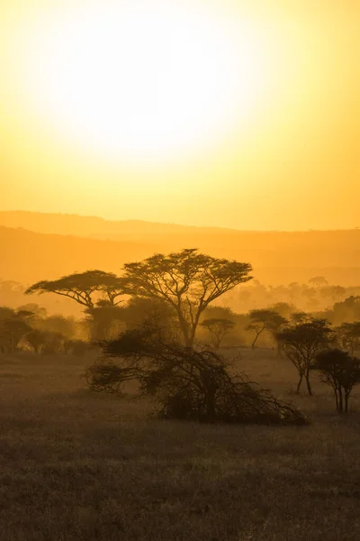 Krajina Národního Parku Ruaha — Stock fotografie