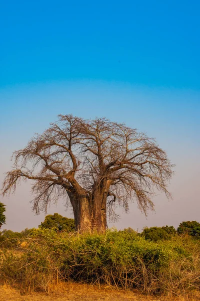 Paisaje Del Parque Nacional Ruaha — Foto de Stock