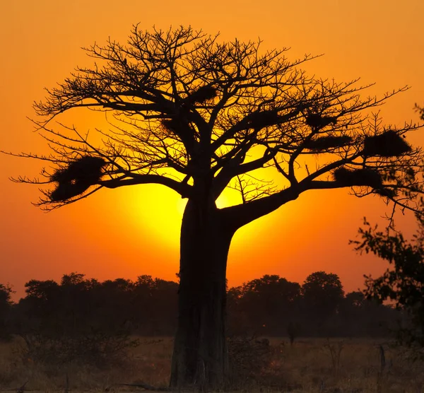Árvore Velha Clássica Baobab Com Ninhos Pássaros Pôr Sol Parque — Fotografia de Stock