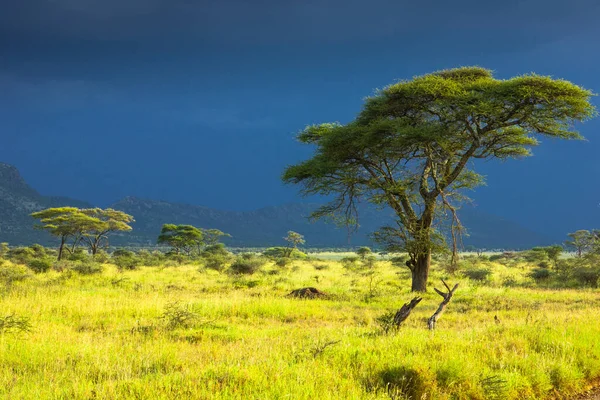 Paisaje Del Parque Nacional Ruaha — Foto de Stock