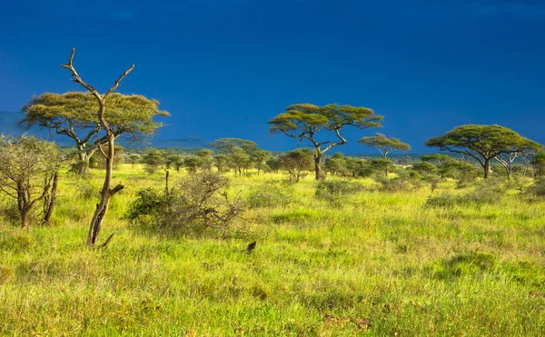 Ruaha Milli Parkı Manzarası — Stok fotoğraf