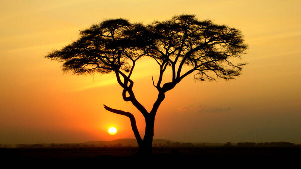 landscape of ruaha national park