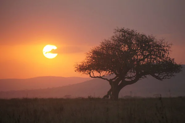 Paysage Parc National Ruaha — Photo