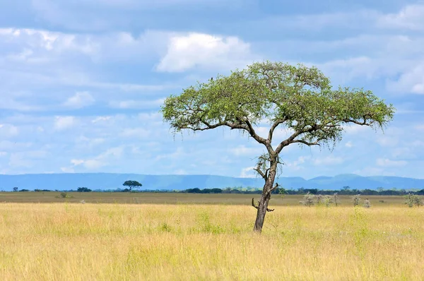 Paysage Parc National Ruaha — Photo