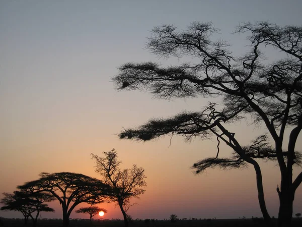 Landscape Ruaha National Park — Stock Photo, Image