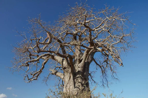 Paisaje Del Parque Nacional Ruaha — Foto de Stock