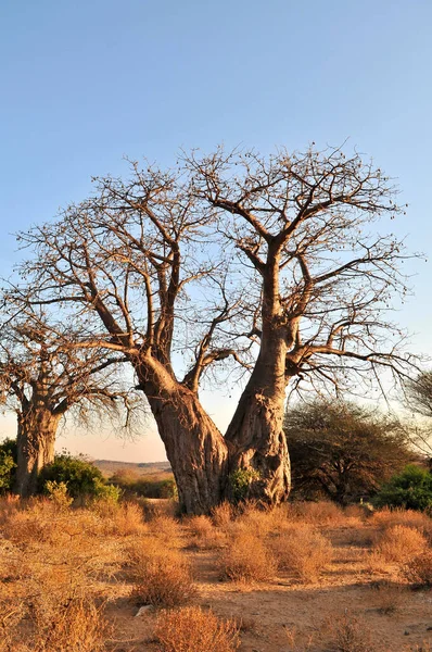 Ruaha Milli Parkı Manzarası — Stok fotoğraf