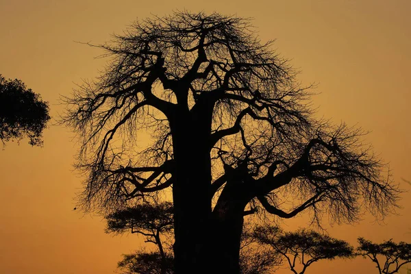 Paisagem Parque Nacional Ruaha — Fotografia de Stock