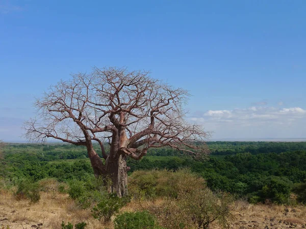 Landskap Ruaha Nationalpark — Stockfoto