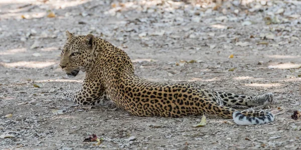 Leopard Der Afrikanischen Savanne — Stockfoto
