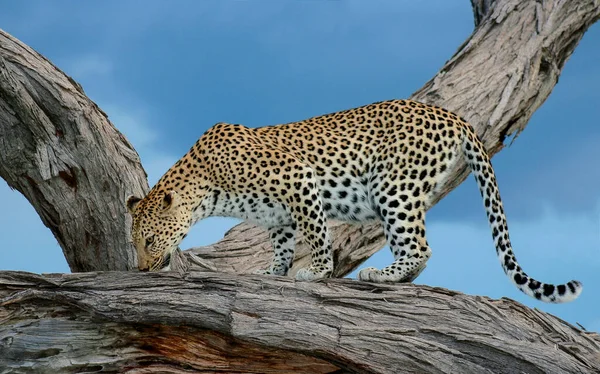 Leopardi Afrikkalaisessa Savannahissa — kuvapankkivalokuva