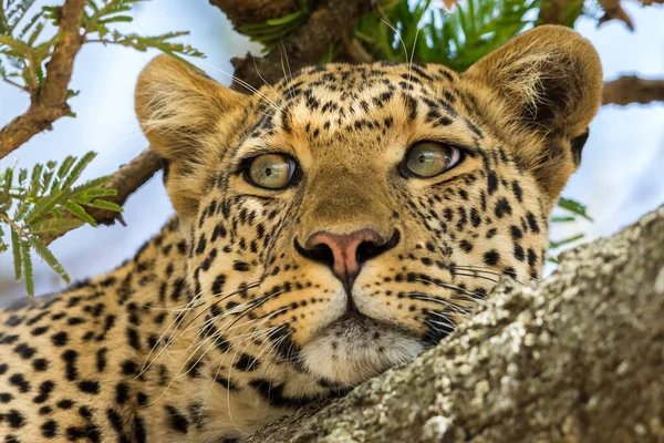 Леопард Африканській Савані — стокове фото