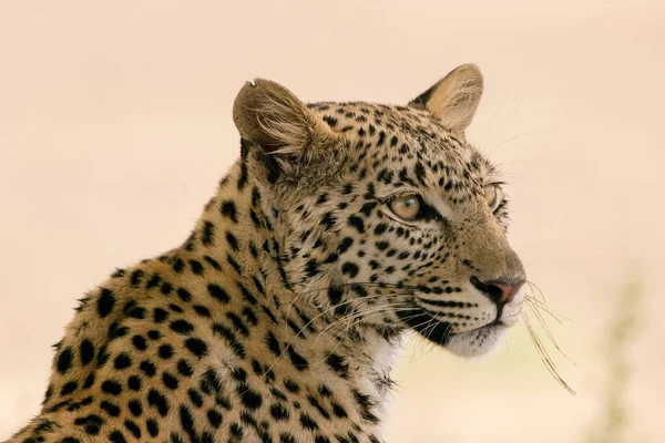 Afrika Savanındaki Leopar — Stok fotoğraf