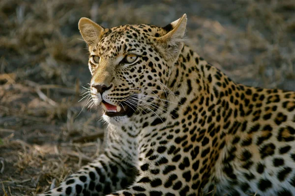 Leopard Africké Savaně — Stock fotografie