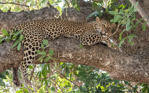 Luipaard Afrikaanse Savanne — Stockfoto