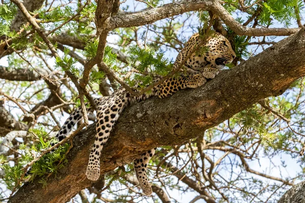 Leopardo Nella Savana Africana — Foto Stock