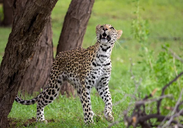 Leopardo Nella Savana Africana — Foto Stock