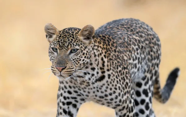 Afrika Savanındaki Leopar — Stok fotoğraf