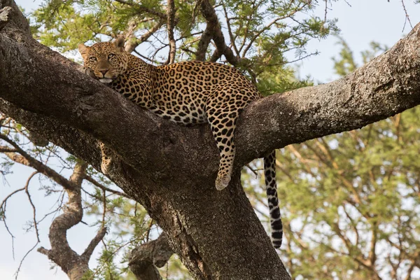 Leopard African Savannah — Stock Photo, Image