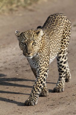 Afrika savanındaki leopar.