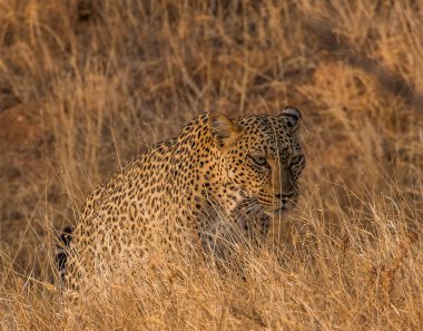 Afrika savanındaki leopar.