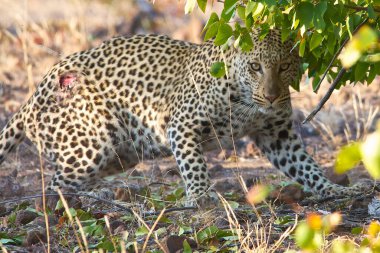 Afrika savanındaki leopar.