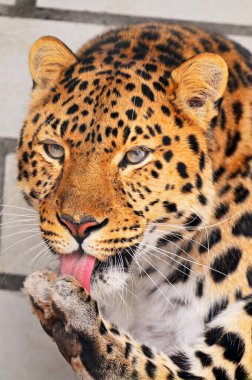 Afrika savanındaki leopar.