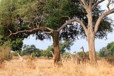 Vahşi Doğu Afrika 'da zürafa