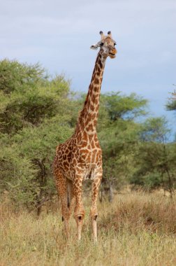 Ruaha Milli Parkı manzarası