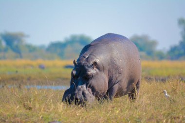 Hippopotamus amfibi. Doğal ortamında vahşi bir hayvan. Afrika yaban hayatı. Burası Afrika..