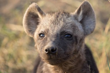 Ruaha Milli Parkı manzarası