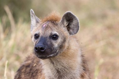 Ruaha Milli Parkı manzarası