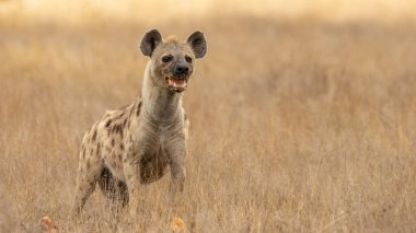 Afrika siyah benekli sırtlanı
