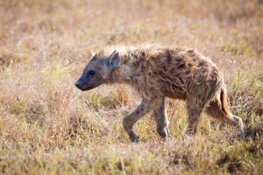 Bir sırtlan Tanzanias Ulusal Parkı 'nda yürüyor Ngorogoro, Afrika.