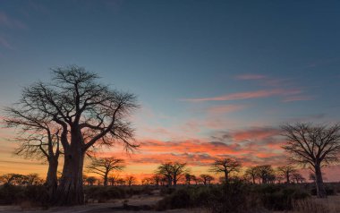 Ruaha Milli Parkı manzarası
