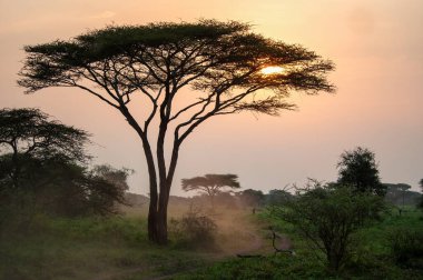 Ruaha Milli Parkı manzarası